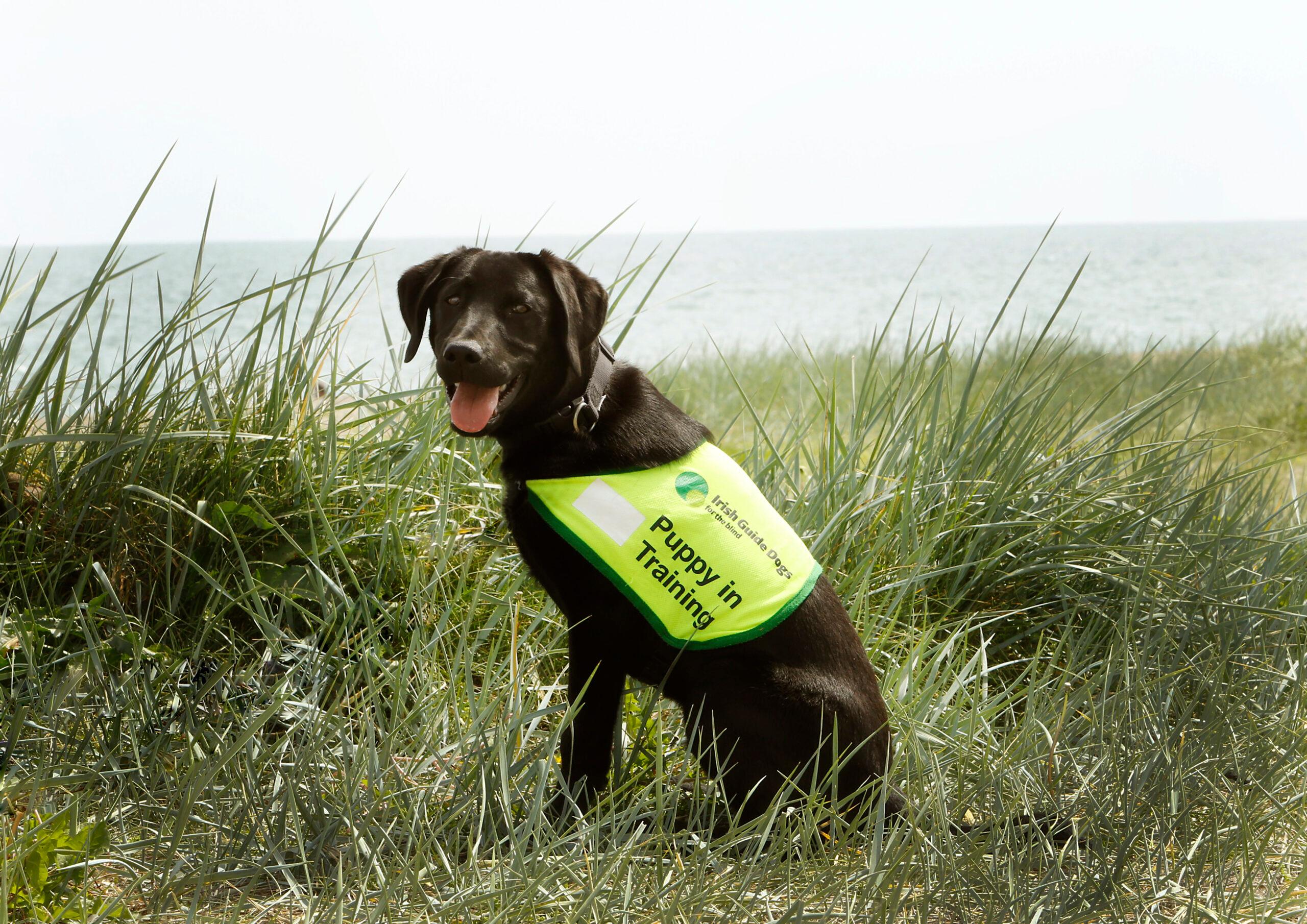 Black service dog in visibility vest with the logo of the Irish Guide Dogs for the Blind